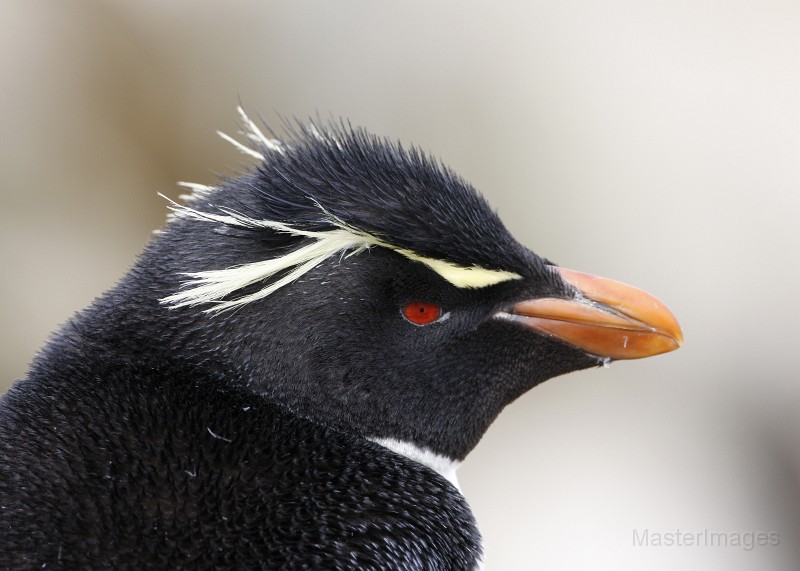 IMG_5902c.jpg - Rockhopper Penguin (Eudyptes chrysocome)